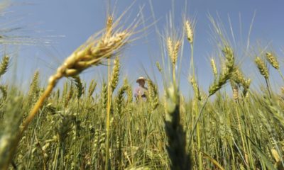 South America's breadbasket is a major wheat-producing region, but it may not be the solution to the global crisis brought on by Russia's invasion of Ukraine