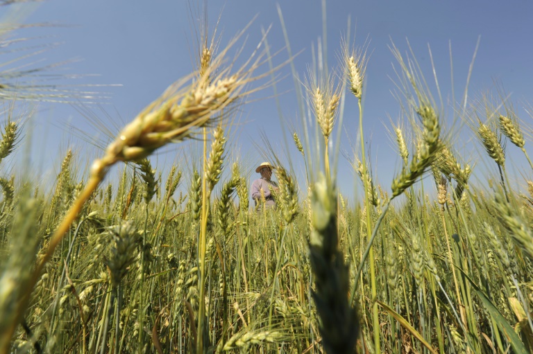 South America's breadbasket is a major wheat-producing region, but it may not be the solution to the global crisis brought on by Russia's invasion of Ukraine
