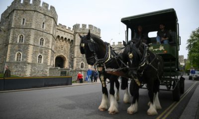 Draught horses Albert and Ivan have been delivering a specially brewed beer to pubs in Windsor for Queen Elizabeth II's Platinum Jubilee