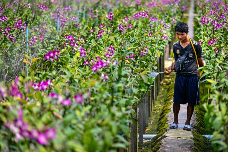 Thailand's orchid growers are bracing for further blows to their livelihood as the war in Ukraine and changing weather patterns cloud their futures