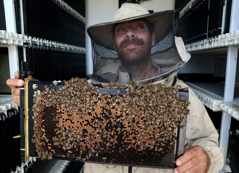 Robot-equipped beehives at an Israeli kibbutz aim to reduce mortality rates as bee species worldwide face an increasing threat of decline