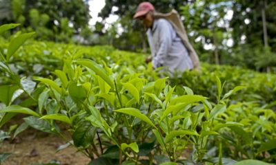Tea is Sri Lanka's biggest commodity export
