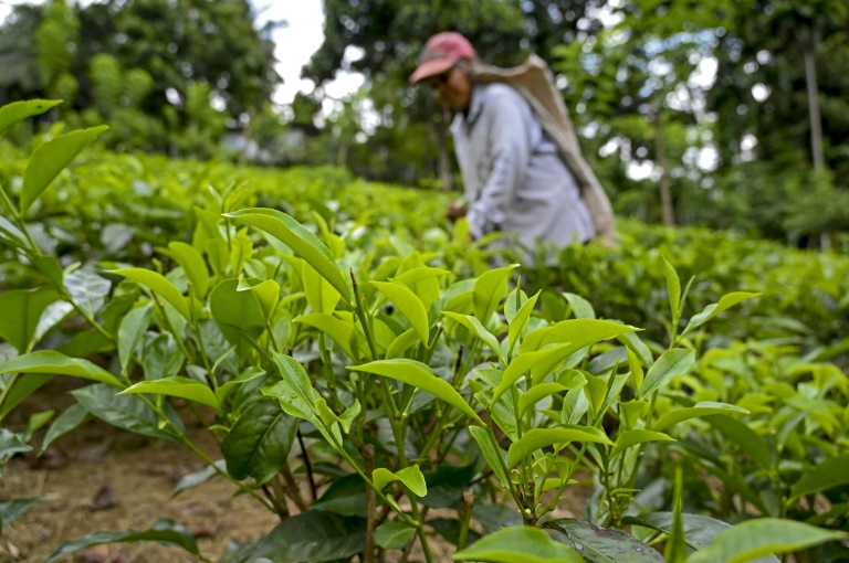 Tea is Sri Lanka's biggest commodity export