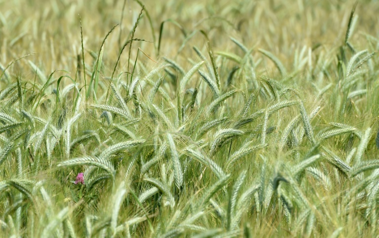 An unusually hot snap this spring and lower-than-average winter rains have left wheat fields parched across France.