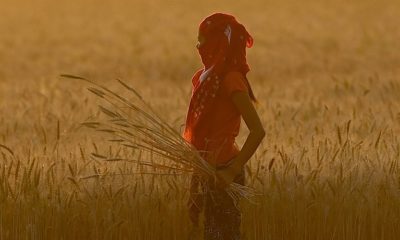 A girl harvests wheat in a field on the outskirts of Faridabad in India