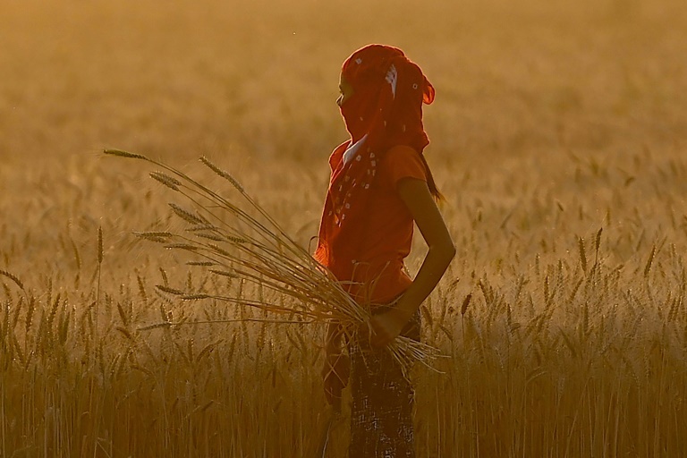 A girl harvests wheat in a field on the outskirts of Faridabad in India