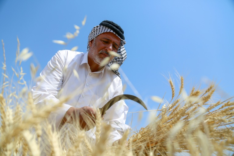 Iraq's wheat is caught between a rock and a hard place: searing heat and lack of rain is threatening harvests while Russia's invasion of Ukraine has driven up the cost of fuel, seeds and fertiliser