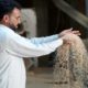 A worker at a rice mill in Iraq's central province of Najaf, where water shortages mean a drastic reduction in the amount that can be cultivated
