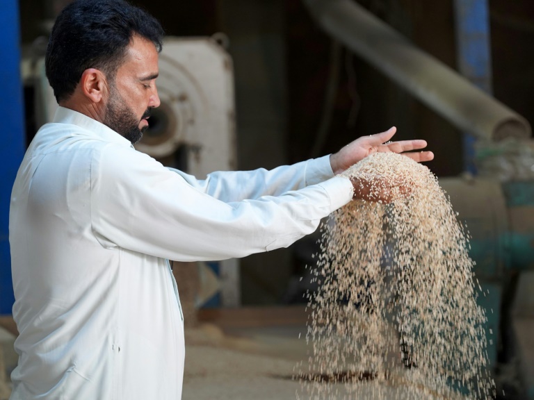 A worker at a rice mill in Iraq's central province of Najaf, where water shortages mean a drastic reduction in the amount that can be cultivated