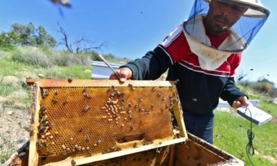 Tunisian beekeeper Elias Chebbi uses a SmartBee device that remotely monitors his hives