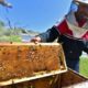 Tunisian beekeeper Elias Chebbi uses a SmartBee device that remotely monitors his hives