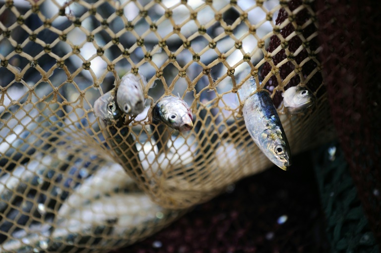 Negotiations have been going on at the World Trade Organization for more than 20 years towards banning fish subsidies