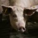 Virus risk: Pork is an eight-billion-euro industry in Italy