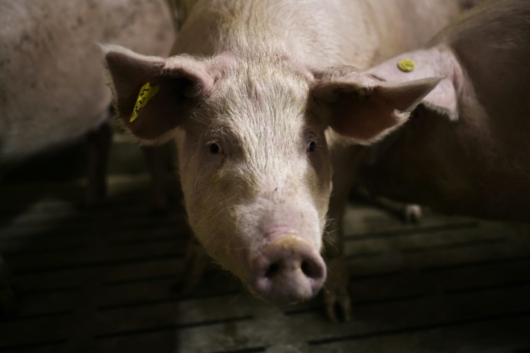 Virus risk: Pork is an eight-billion-euro industry in Italy