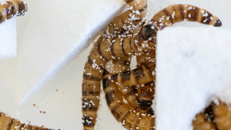 Scientists at Australia's University of Queensland have now discovered Zophobas morio darkling beetles -- whose larvae are known as 'superworms' -- are eager to dine on stryofoam, and their gut enzymes could hold the key to higher recycling rates