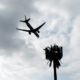 An American Airlines plane flies past a cellular tower disguised as a palm tree as it lands at Los Angeles International Airport (LAX) in California in January 2022