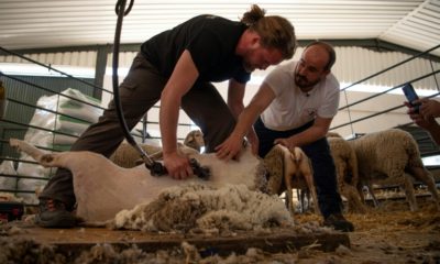 Short back and sides: Learning to shear sheep at the shepherds' school