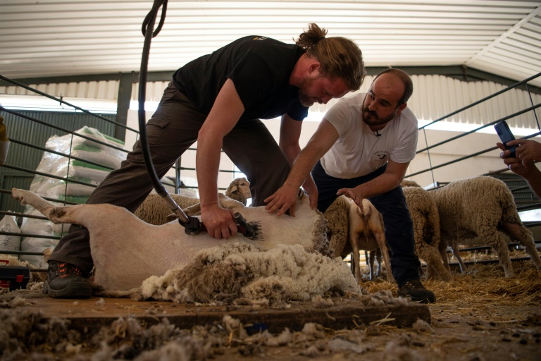 Short back and sides: Learning to shear sheep at the shepherds' school