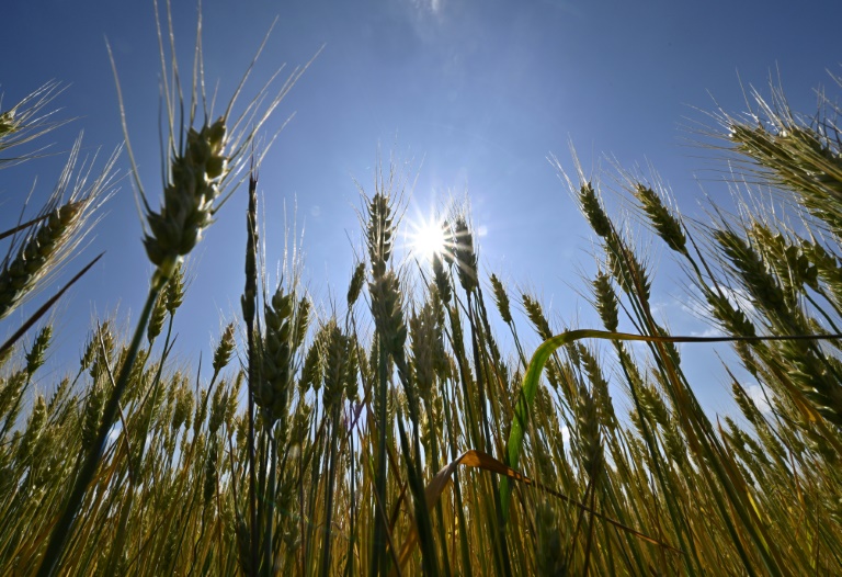 Russia's war in Ukraine -- traditionally a breadbasket that feeds hundreds of millions of people -- is having a toll on food security