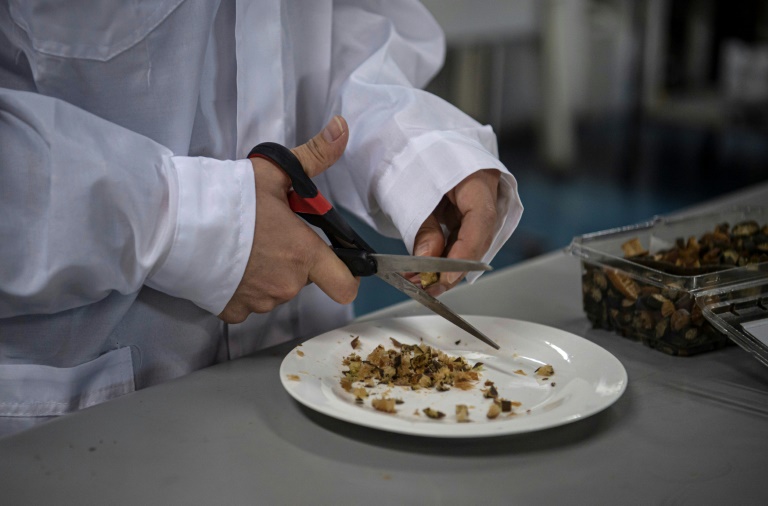 Food engineering student Alonso Vasquez cuts cochayuyo seaweed to process it before putting it into a 3D printer at the lab of Chile's University in Santiago, on June 17, 2022