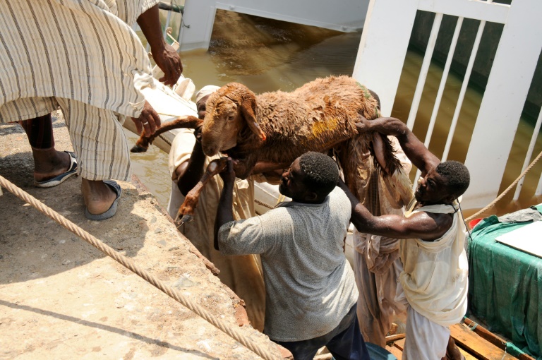 Only around 700 of the 15,800 sheep on board were rescued when the overloaded cargo vessel 'Badr 1' sank at Sudan's Suakin port on Sunday