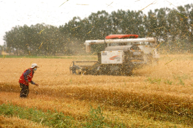 Higher costs and a shortage of labour threaten China's autumn harvest, which could have a knock-on effect on global food prices