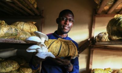 Fungiculture, or the cultivation of edible mushrooms remains very rare in Africa, despite the advantages of being almost free