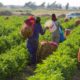 Egyptian smallholders have stepped in to help make up the feared shortfall in the nation's food supply since Russia invaded Ukraine but many of them struggle to break even