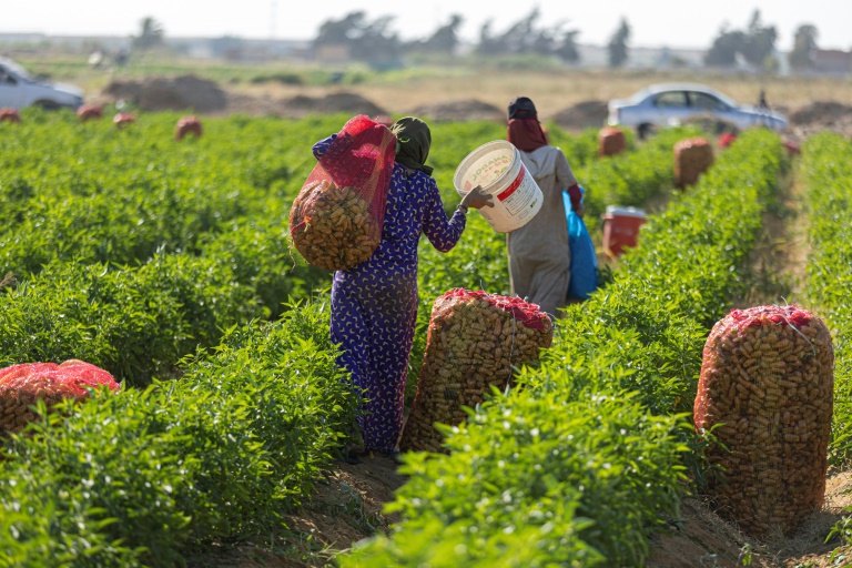 Egyptian smallholders have stepped in to help make up the feared shortfall in the nation's food supply since Russia invaded Ukraine but many of them struggle to break even