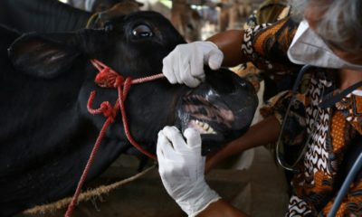 A foot-and-mouth disease outbreak has ripped through two Indonesian provinces since April, killing thousands of cows and infecting hundreds of thousands more