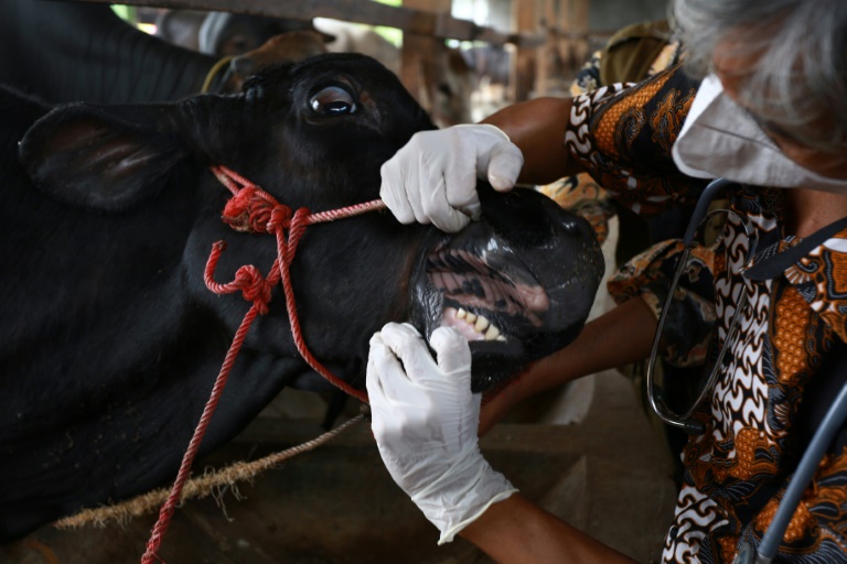 A foot-and-mouth disease outbreak has ripped through two Indonesian provinces since April, killing thousands of cows and infecting hundreds of thousands more