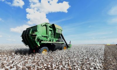 A combine harvests cotton in a field at Pamplona farm in Cristalina, Brazil on July 14, 2022