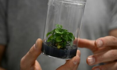 A representative of French startup Neoplants displays a bioengineered Pothos plant at the Consumer Electronics Show (CES) in Las Vegas, Nevada, on January 6, 2023