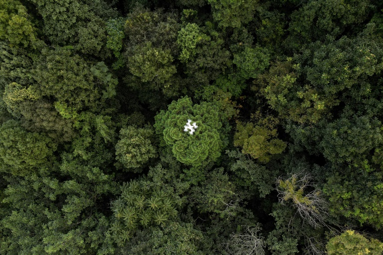 Drones are part of an increasingly sophisticated arsenal used by scientists to understand forests and their role in the battle against climate change