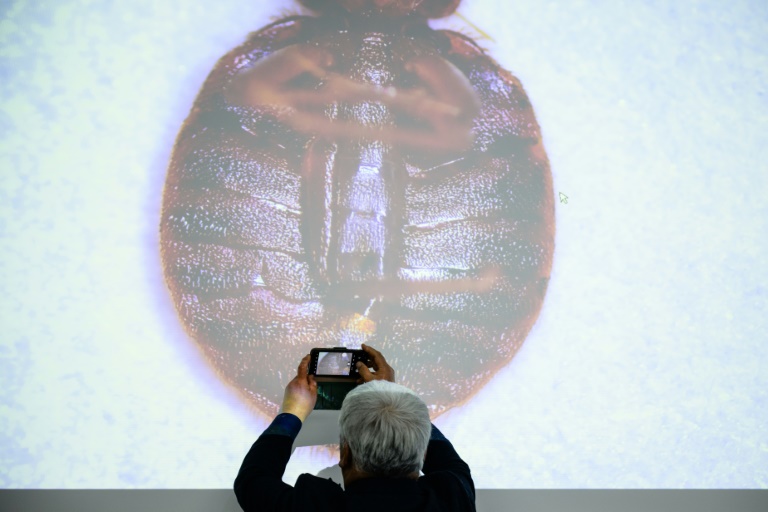 South Korea has seen a surge in bedbug infestations, with more than 100 cases reported since late November